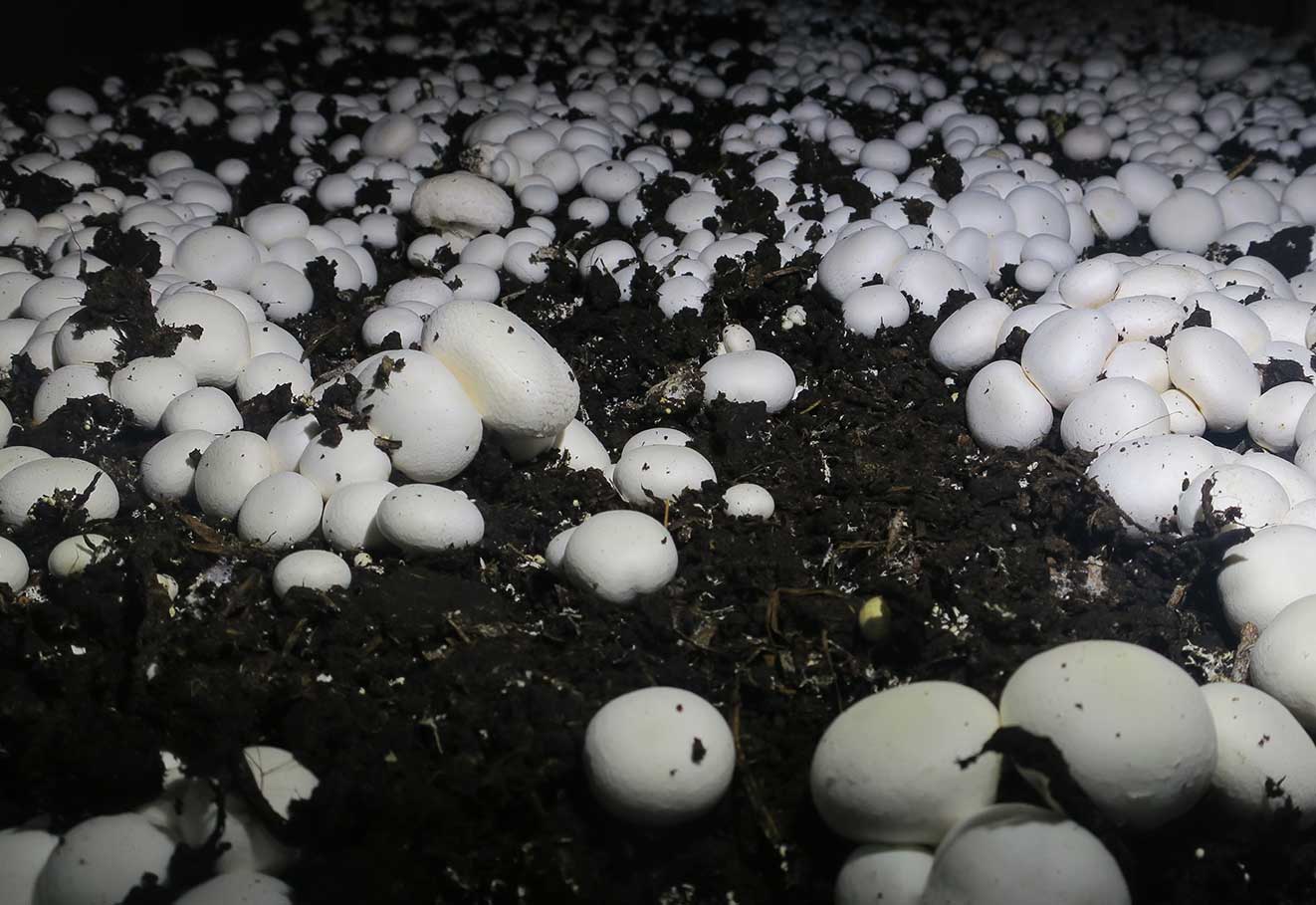 Metolius Valley Mushrooms