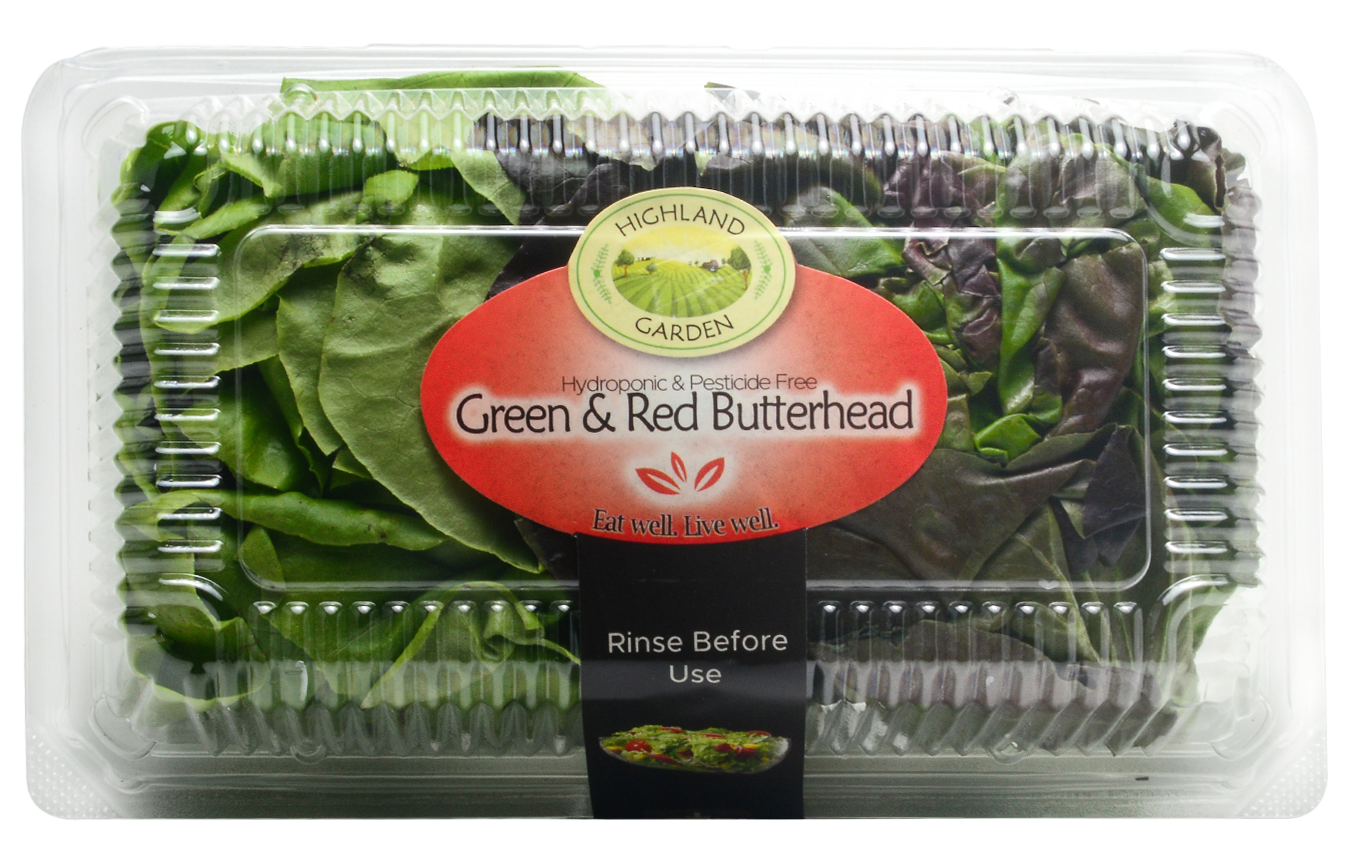 Green and Red Butterhead Lettuce