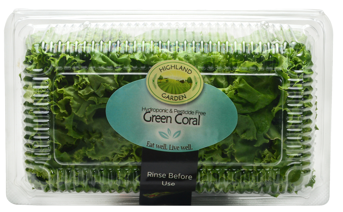 Green Coral Lettuce
